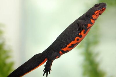 东方蝾螈又叫什么,是我国特有物种