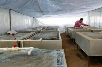 水蛭的养殖前景，当前需求较多前景广阔