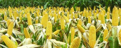 安华609玉米种子介绍,出苗至成熟128天