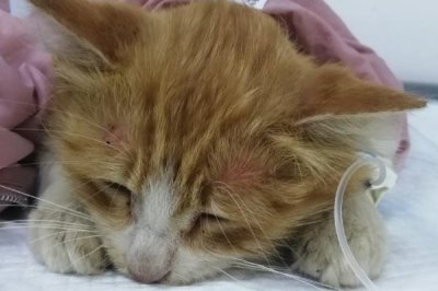 猫瘟有什么症状，会出现发烧、食欲不振等情况