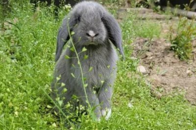 兔子为什么磨牙，磨牙不及时会导致牙齿太长