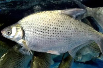 武昌鱼怎么养殖,根据鱼苗的大小分级饲养