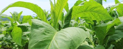 烟草害虫如何产生抗药性,主要原因是长期使用单一农药