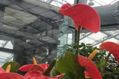 春季红掌怎么养,要防止低温对红掌造成伤害