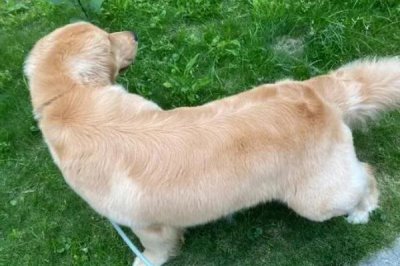 金毛怎么表达情绪,垂耳眯眼、吐出舌头时表示心情愉快