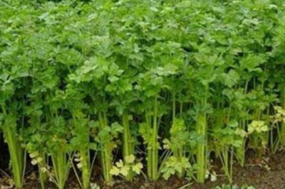 水芹的产地,原产亚洲东部