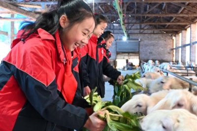 养羊的基本知识,需注意饲养、水源和发情周期等
