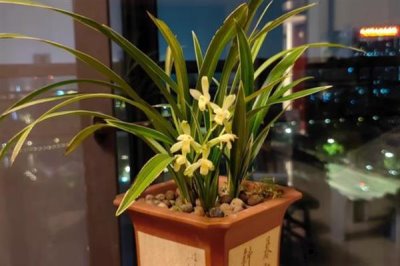 夏天兰花叶子发黄干枯的原因，可能是通风不良或积水闷根所致