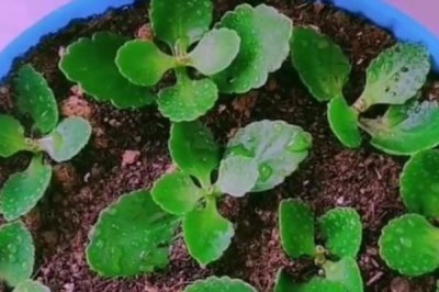 长寿花夏天可以扦插吗，长寿花在夏天可以扦插