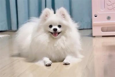 博美犬怎么训练，需要从简单到难