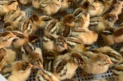 什么季节买鸡苗合适,一年四季买都是可以买的