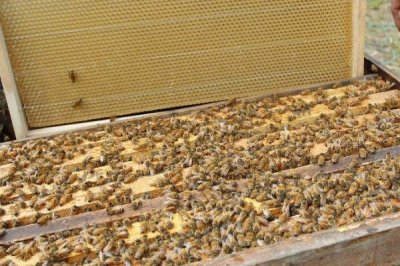 蜜蜂爬蜂病的种类,不同种类的防治方法不同