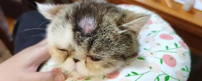 猫癣是否要完全痊愈才能打疫苗,情况不严重可直接接种
