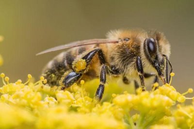 西方蜜蜂简介,是数量最庞大的蜜蜂之一