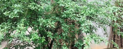 大门口能不能种花椒树，存在安全隐患一般不能种植