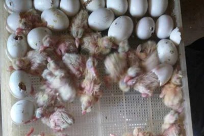 鸽子冬天最多孵化几天,最多可以孵化二十天左右