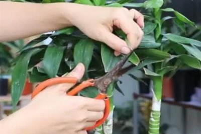 富贵竹的修剪方法,剪除弱芽、多余芽、高竹芽