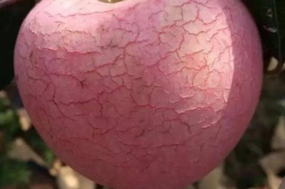 苹果为什么会出现裂纹，通常是因为患有苹果裂纹病