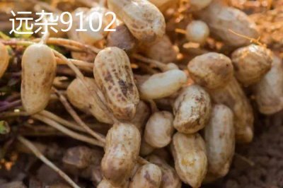 适合山东种植的花生高产品种,以下这六个品种可以考虑