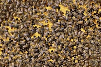 介王时蜂王可以关多久,可以关1-2天