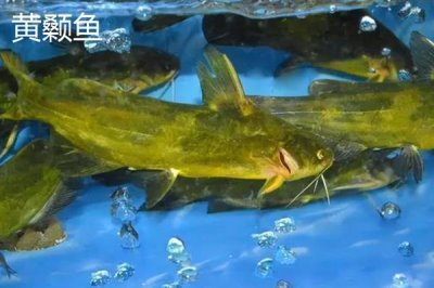 凶猛淡水鱼品种,常见的有哲罗鲑、黑斑狗鱼等