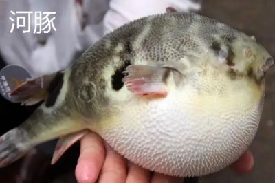 河豚和河鲀的区别是什么,科属、形态和产地均不同