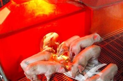 小猪出生多久不用保温箱,出生30天后可正常饲养