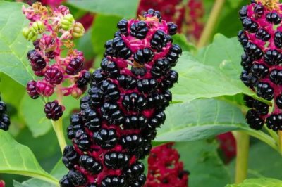 茎紫红商陆与绿茎商陆的区别，来源、植株和作用均不同