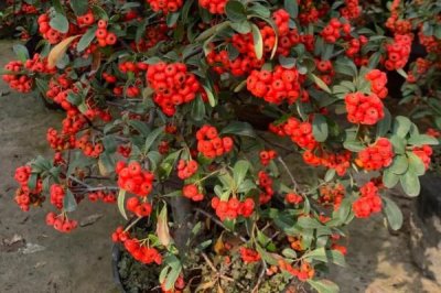 火棘树盆栽多久浇一次水,出苗后早晚各一次