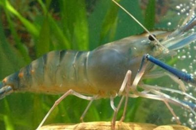 活虾怎么养，可以放在水族箱倒入水养殖