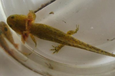 蝾螈幼体的食物,可以饲喂水蚤、丰年虾等食物