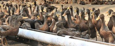 一只鸭子多少斤，成年后通常在3-5斤左右