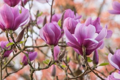 辛夷怎么繁殖,可采用播种、扦插等方法