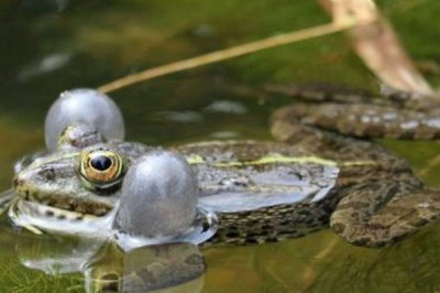 黑斑蛙怎么养殖，先饲喂鲜活诱饵再过渡至人工饲料