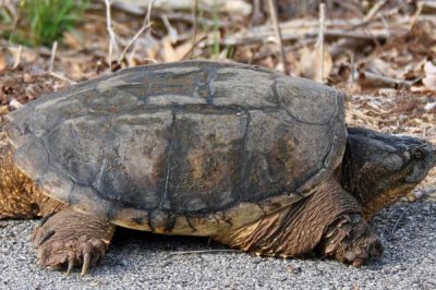 拟鳄龟最大能长到什么程度,人工饲养体长可达到30-45厘米左右