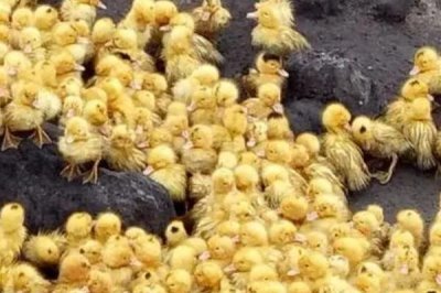 怎么养刚出壳的小鸭子,温度最好保持在30℃