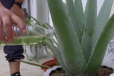 芦荟的施肥技巧，主要采用基肥和追肥这两种形式