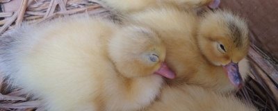 怎么养刚出壳的小鸭子,温度最好保持在30℃