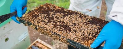 哪些人不适合养蜜蜂,主要针对这5类人群