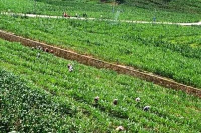 玉米的追肥时间,不同生长阶段的需肥量不同