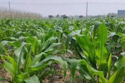 种玉米每亩施肥多少,每亩施入的有机肥不可低于4000公斤