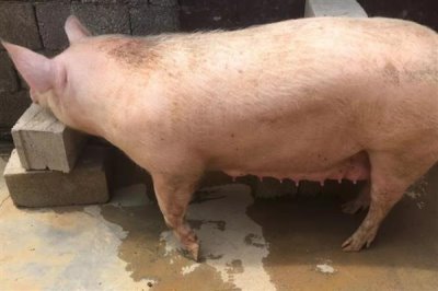 怀孕母猪发烧要用哪种药，可用柴胡和头孢噻呋钠