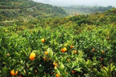 柑橘油斑病如何用药防治，果实成熟后期可喷施络合钙与海藻酸