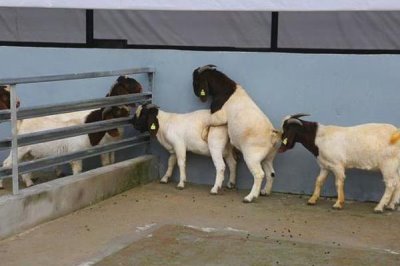 养羊的基本知识,需注意饲养、水源和发情周期等