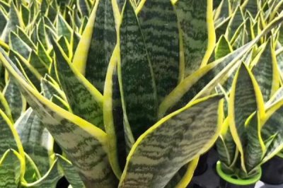 金边虎尾兰怎么养,养殖期间让它时常接触阳光