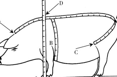 猪毛重和净重怎么计算,毛重等于胸围乘以体长除以系数