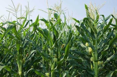 怡耀9901玉米品种的特性,密度4000株/亩左右