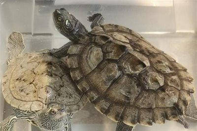 地图龟能不能用深水养,长大后再慢慢加深水位