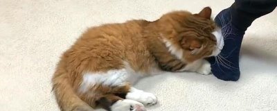 猫咪爱啃脚是怎么回事，可能是自我清洁或把脚当成玩具了