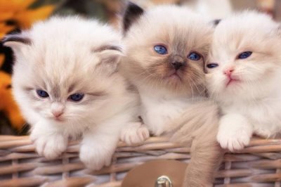 猫咪如何辨别主人,通过气味、声音、视觉分辨